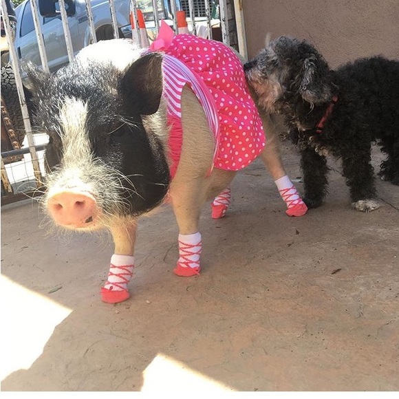 Live Show Listing! Lux and Designer Show - Picture 8 of 8